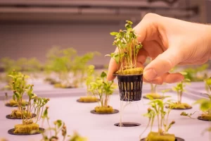 IIC- Webinar- “Lesson I Learnt As an Entrepreneur While Popularising Aeroponic (Seed Potato Production)”